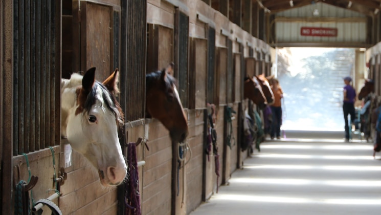 Horses in a stable